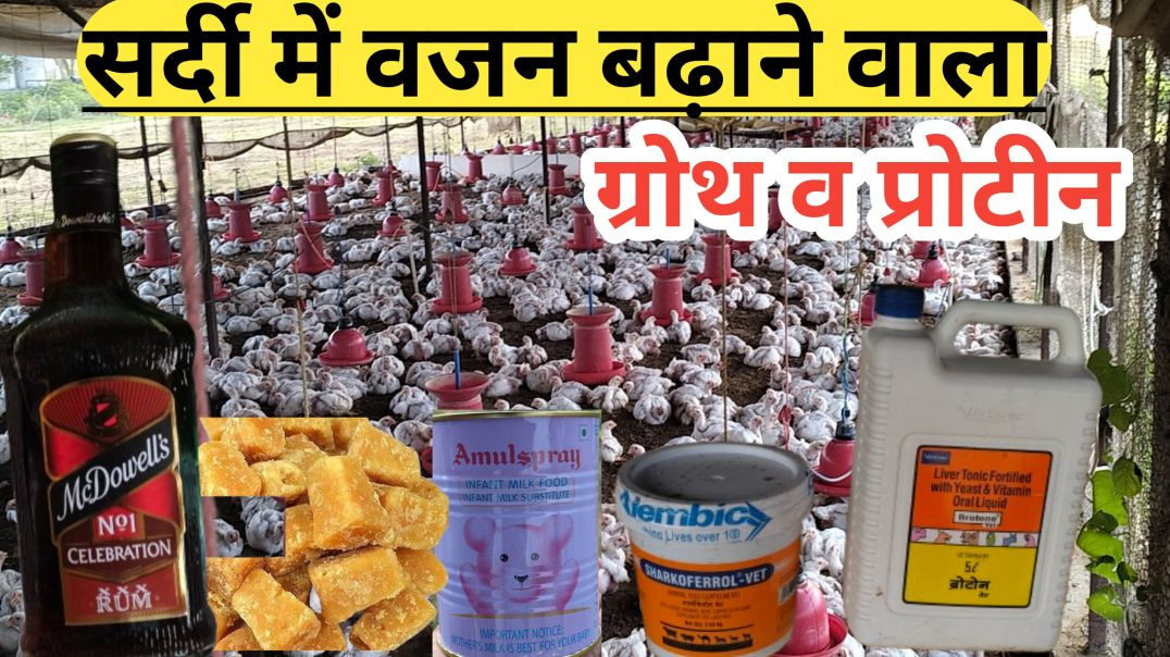 ⁣murgi ka vajan kaise badhaenटल वाला 2025-10-31 06