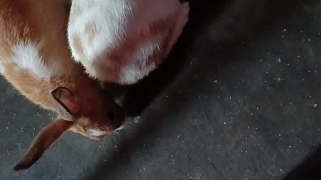 Rabbit love . #animals