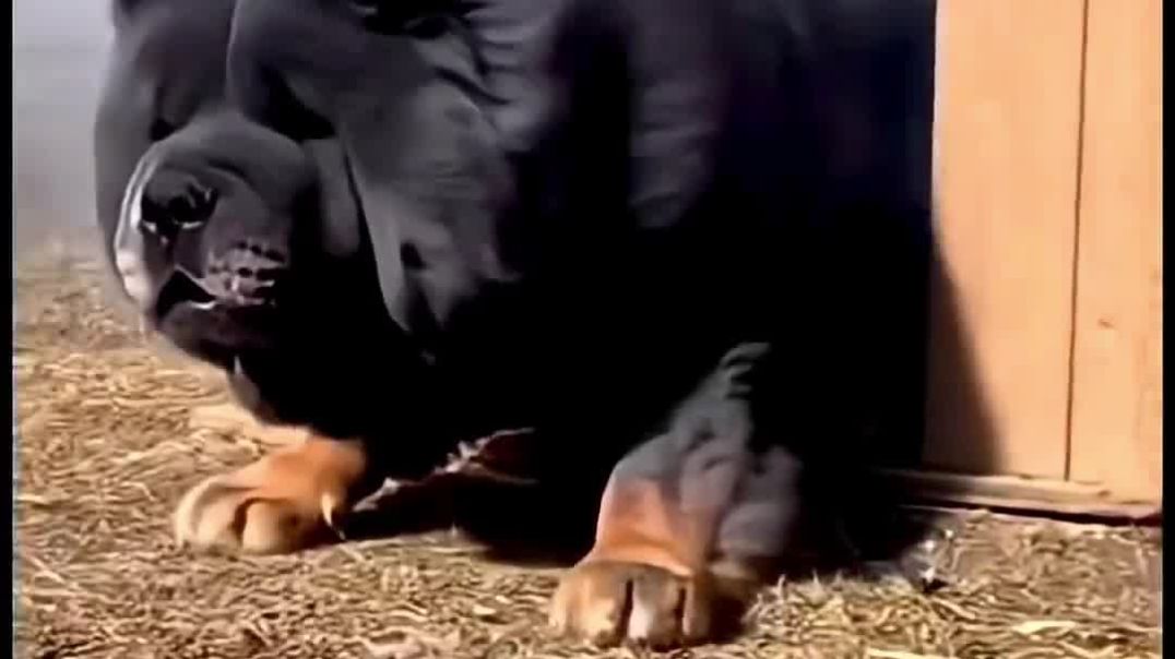 ⁣Dog डॉग इसको पकड़ो 😺 #dog #shorts