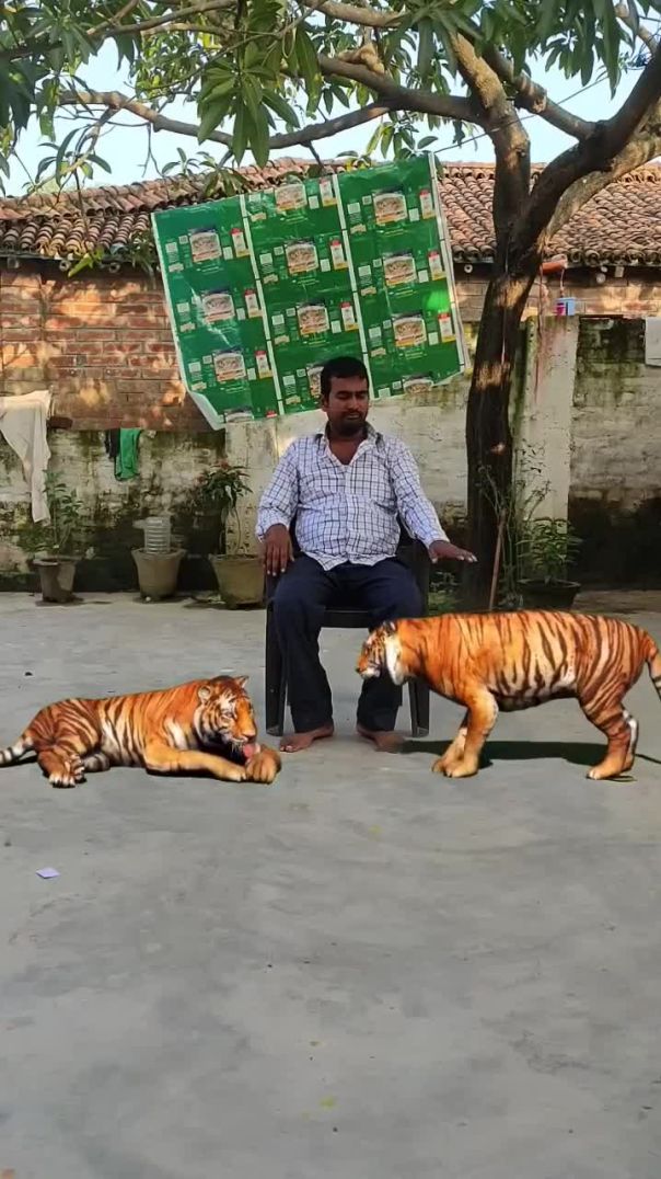 magic video tiktok viral video #shorts #shortsvideo #youtubeshorts #vfx #tiger