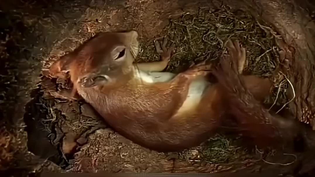 ⁣🐿️ जब एक गिलहरी बनी माँ _ दर्द_ खतरा और मातृत्व की जीत  AnimalMother