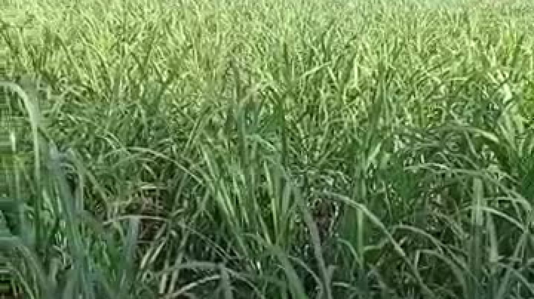 गन्ने की खेती