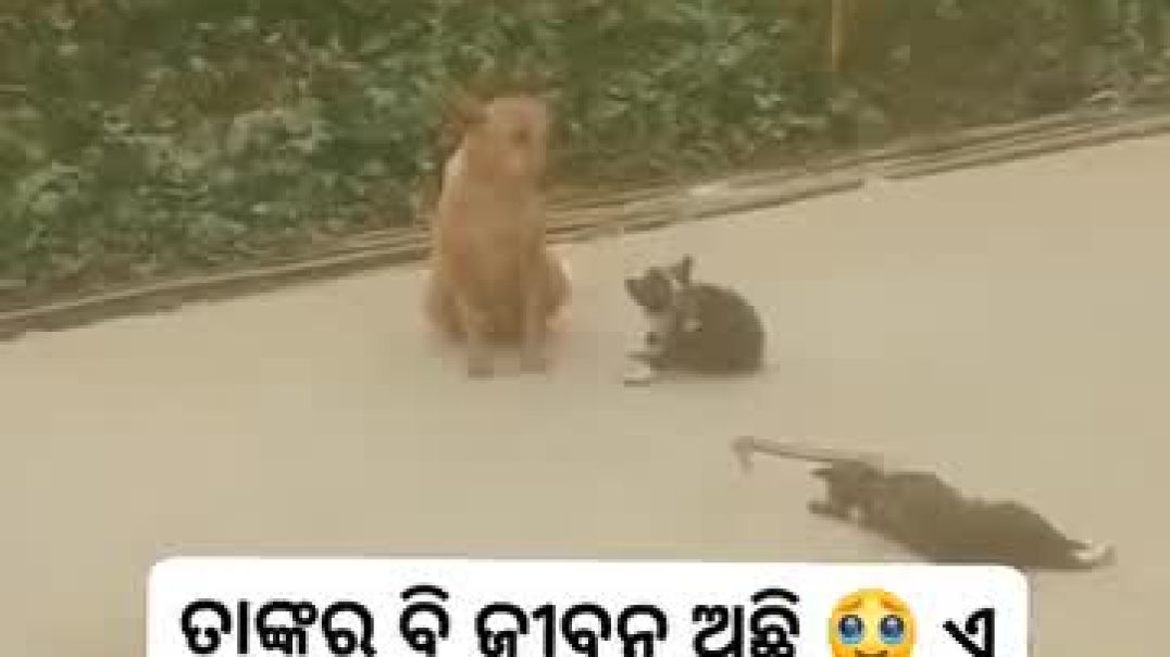 ⁣Facebook_1763288712827(360p)