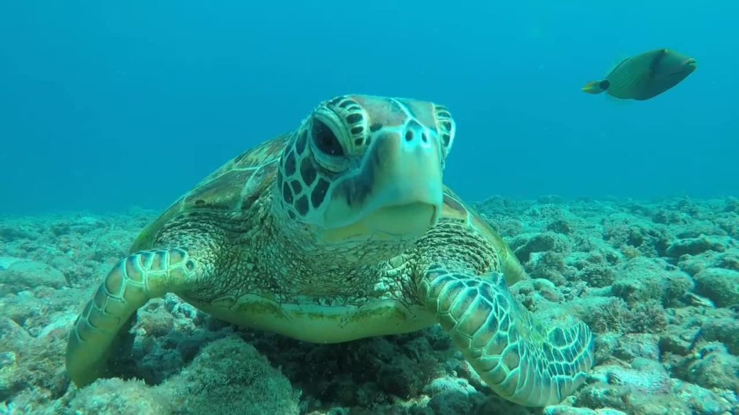 समुद्री कछवा🐢