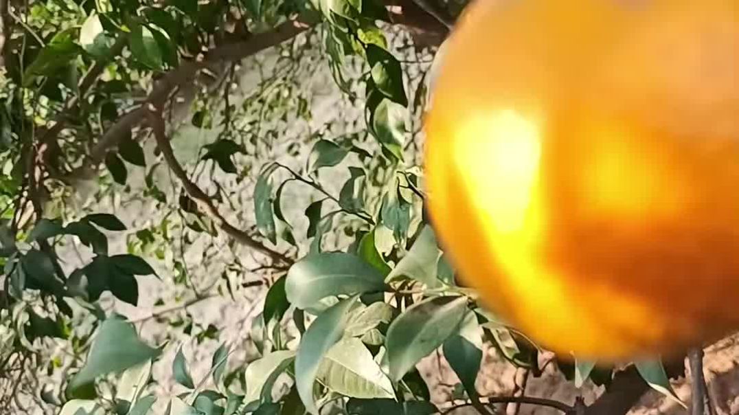 Fruit fly in Kinnow Citrus (किन्नू व नींबू वर्गीय फलों में फल मक्खी)