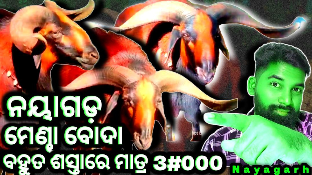 ⁣Sheep farming//pet and animals video//goat farming