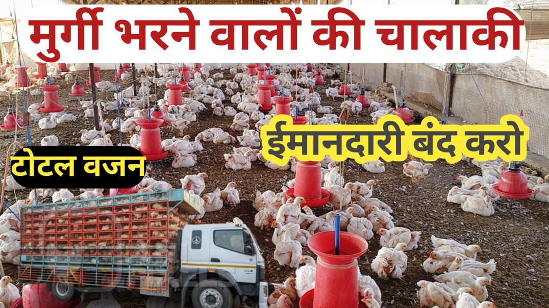 ⁣मुर्गी बिजनेस से कितना पैसा कमाया