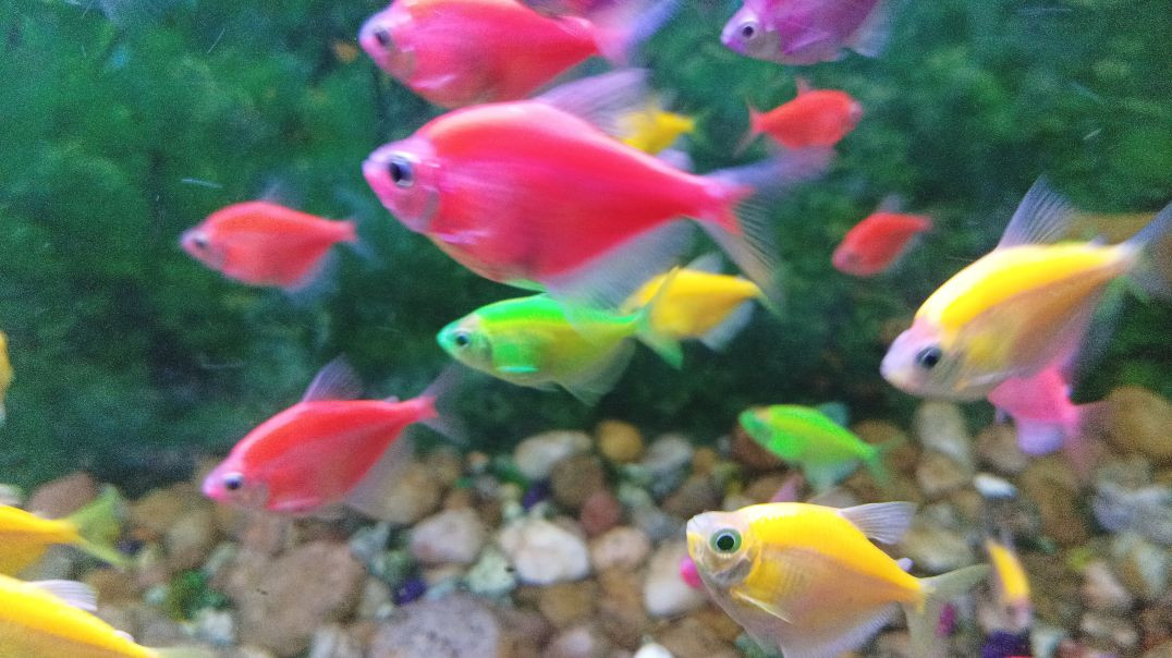 Fish tank aquarium #fishtank