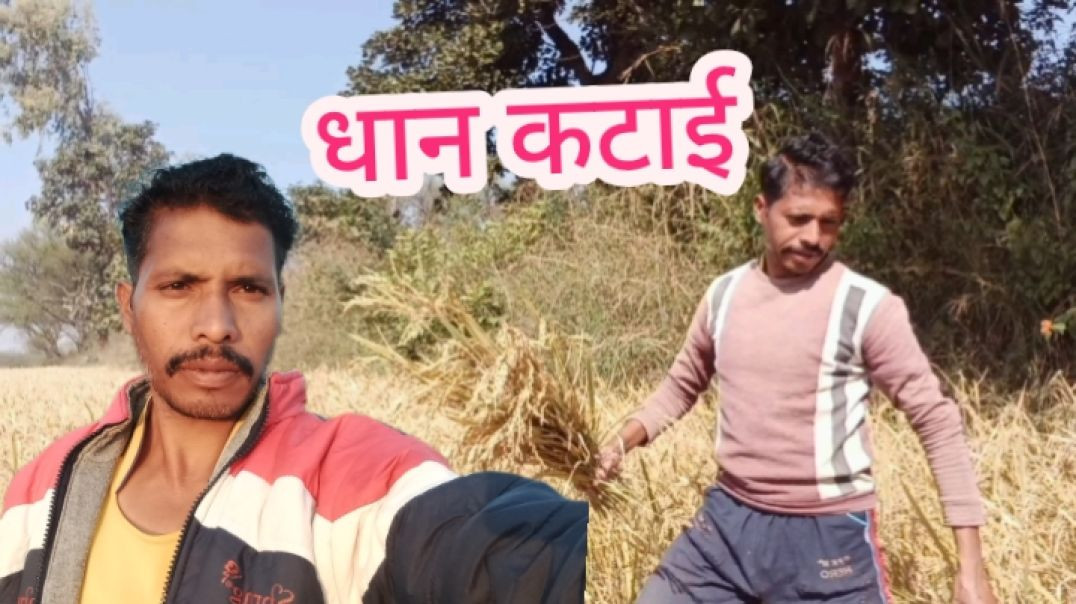 ⁣धान कटाई|| my first Village Vlog|| Kundan|| Kundan Cg Vlogs|| Kundan Vlogs|| my first vlog|| Cg Vlog