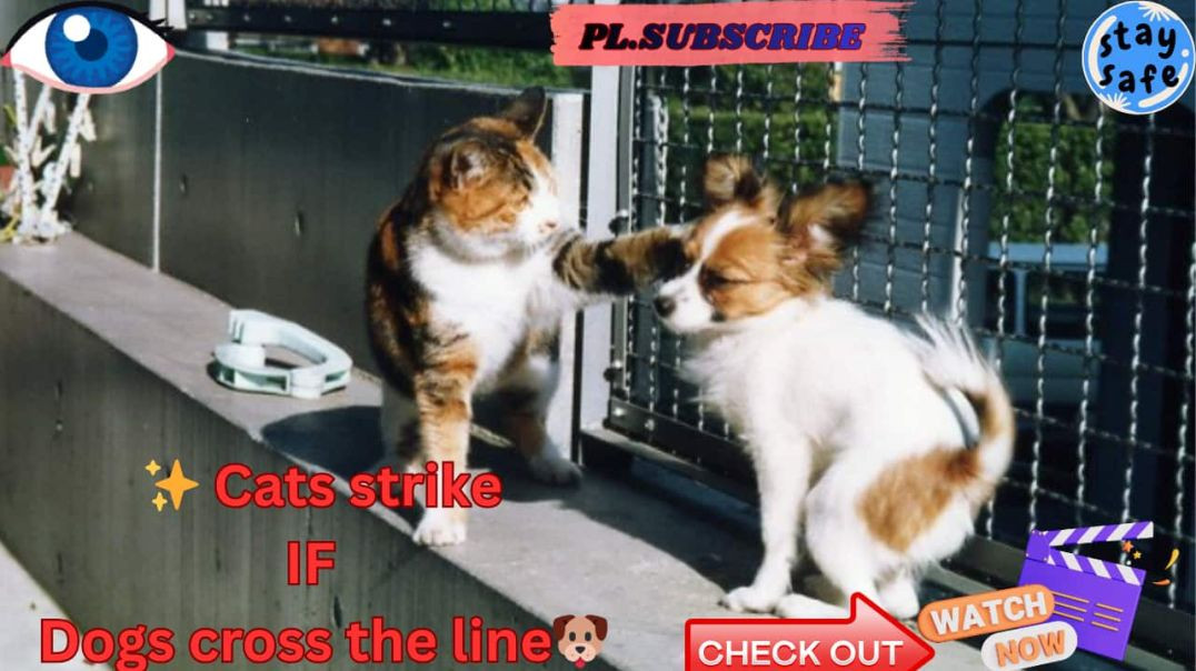 ⁣🐱Birthday Cat vs Poor Dog · Funny Pets Fight | Cats Punishing Compilation.🎂🐶