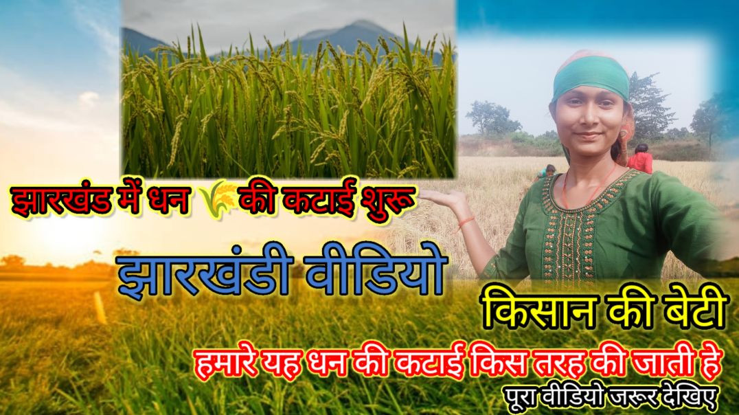⁣JHARKHAND ME DHAAN 🌾🌾KI