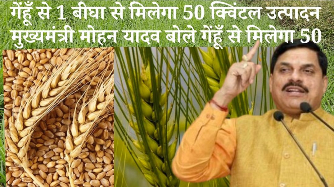 ⁣गेंहूँ का उत्पादन कैसे बढ़ाएं