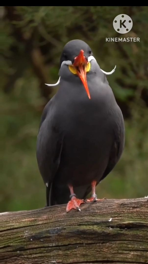 इंका टर्न नाम के पक्षी की बड़ी 😱 #gopalfactsyt #shorts