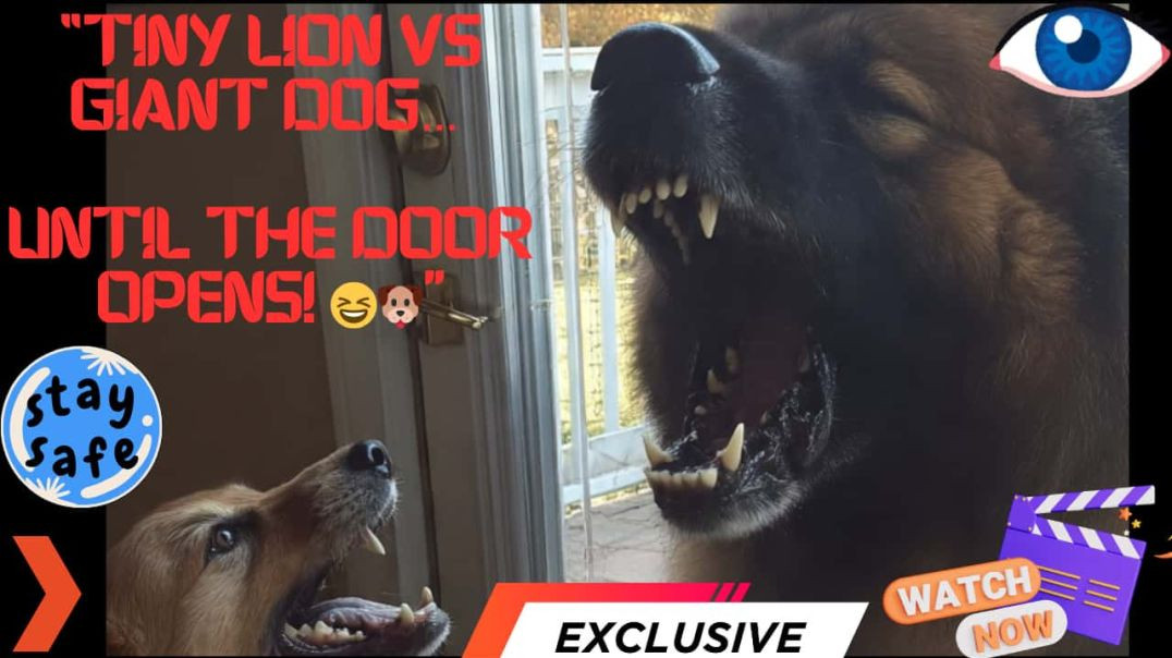 ⁣Tiny Dog Threatens Giant Dog 😳🐶💥 But Watch What Happens When the Door Opens! 😂