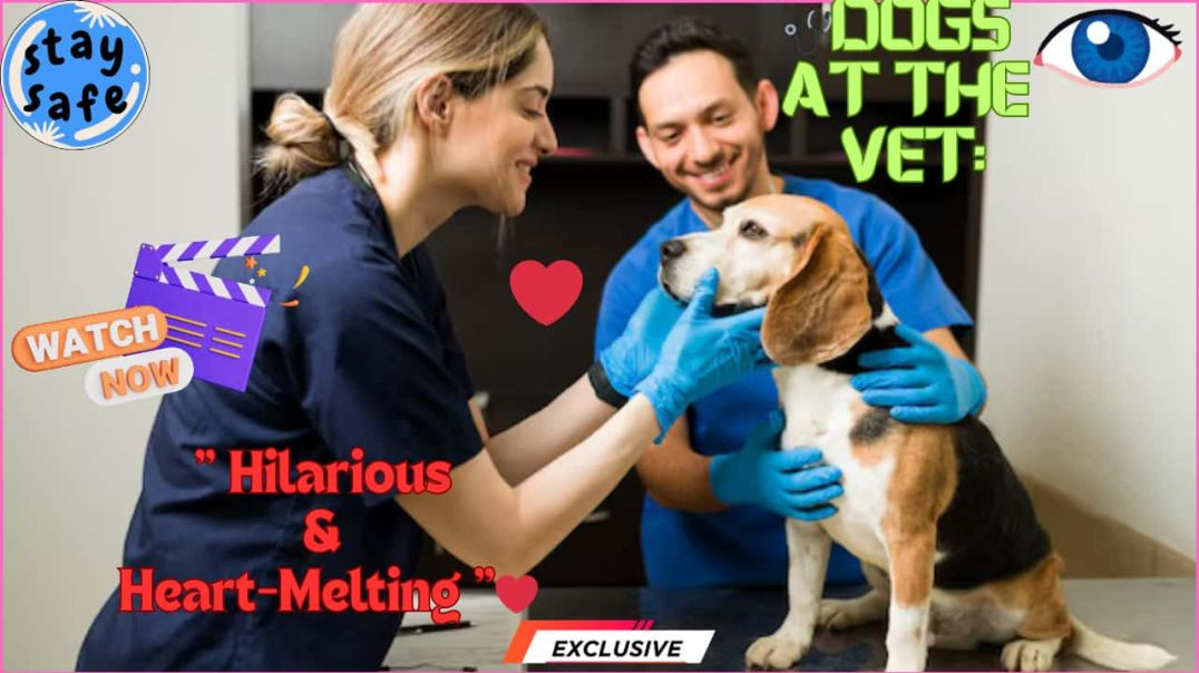 Dogs at the Vet 😂 | Funny Dog Reactions at Vet Clinic 🐶 | Cute & Hilarious Pet Moments 🩺