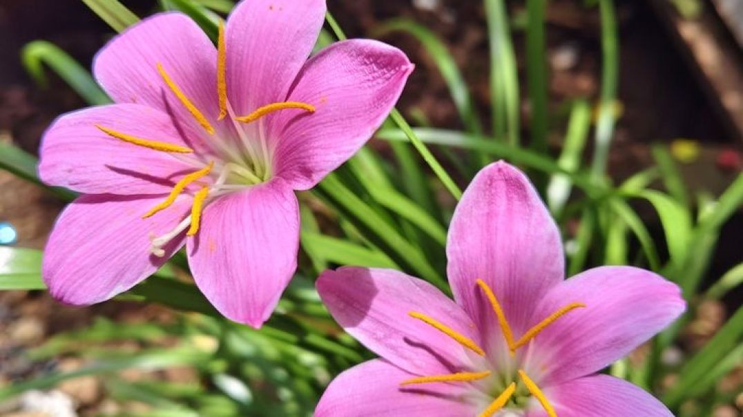 रेन लिली फूल (Zephyranthes)