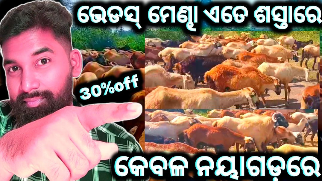 ⁣ଭେଡସ୍ ମେଣ୍ଢା ଗୋଠ//Nellore jodipi sheep farming video
