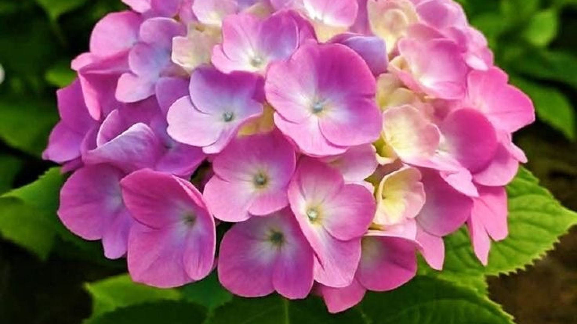 हाइड्रेंजिया फूल (Hydrangea Flower) – रंग बदलने वाला अद्भुत फूल 🌷