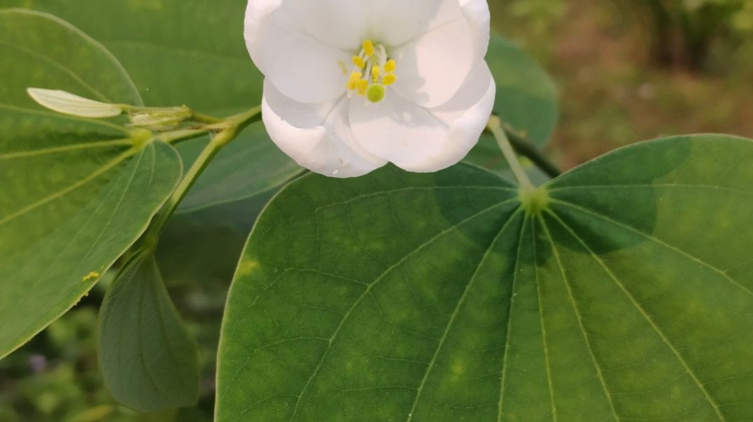 ⁣A Beautiful Flower tree