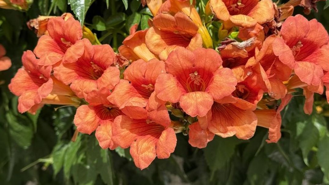 रोहिड़ा फूल (Tecomella undulata)