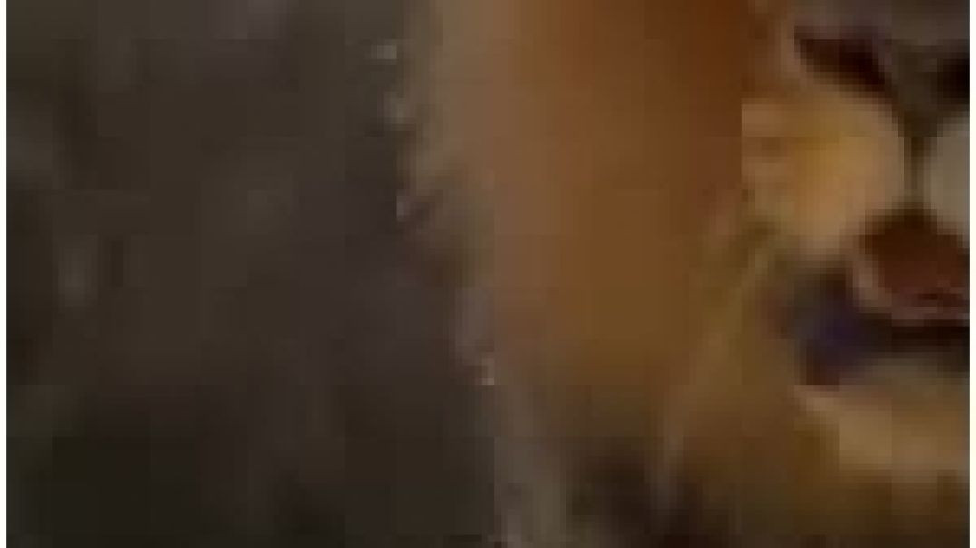 ⁣जंगल_का_राजा_शेर_और_भालू_के_बीच_हुआ_भिड़ंत_🦁lion_vs_bear_fight_#animals(360p)