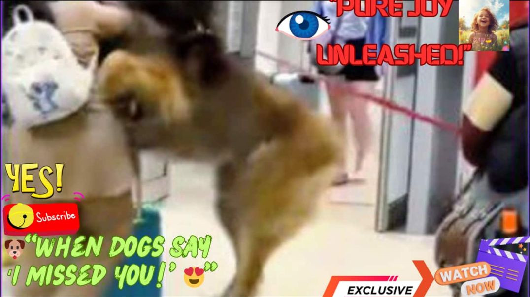 ⁣Dogs Welcoming Owners in the Most Hilarious & Heart-Melting Ways 😍🐶 | Pure Joy Moments