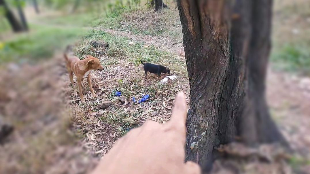 ⁣kisi ne apna khargosh chhor diya ulti aarahi hai🤧🤧