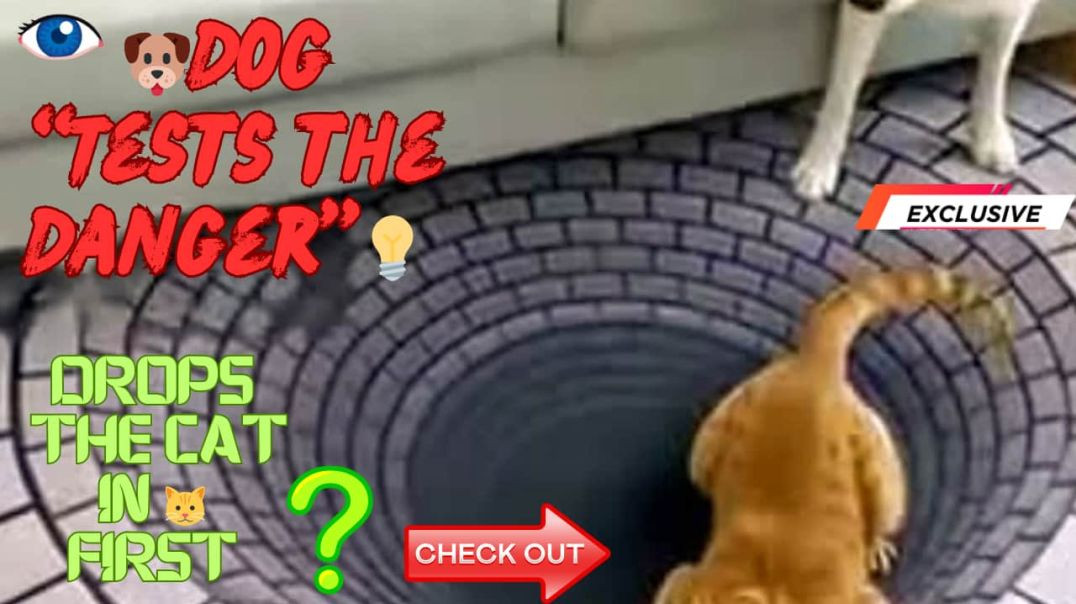⁣Dog “Tests the Danger” Before Jumping! 🤣 3D Well Illusion Trick | Wise & Funny Pet Moment