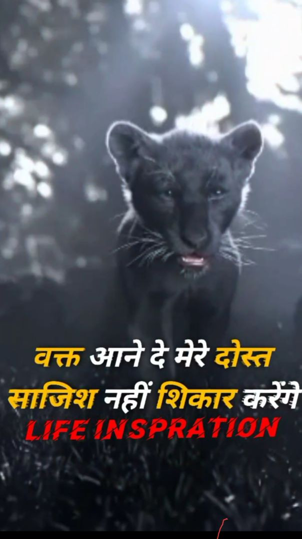 Lion Attitude WhatsApp Status in Hindi Sigma Royal Attitude Video(MP4)