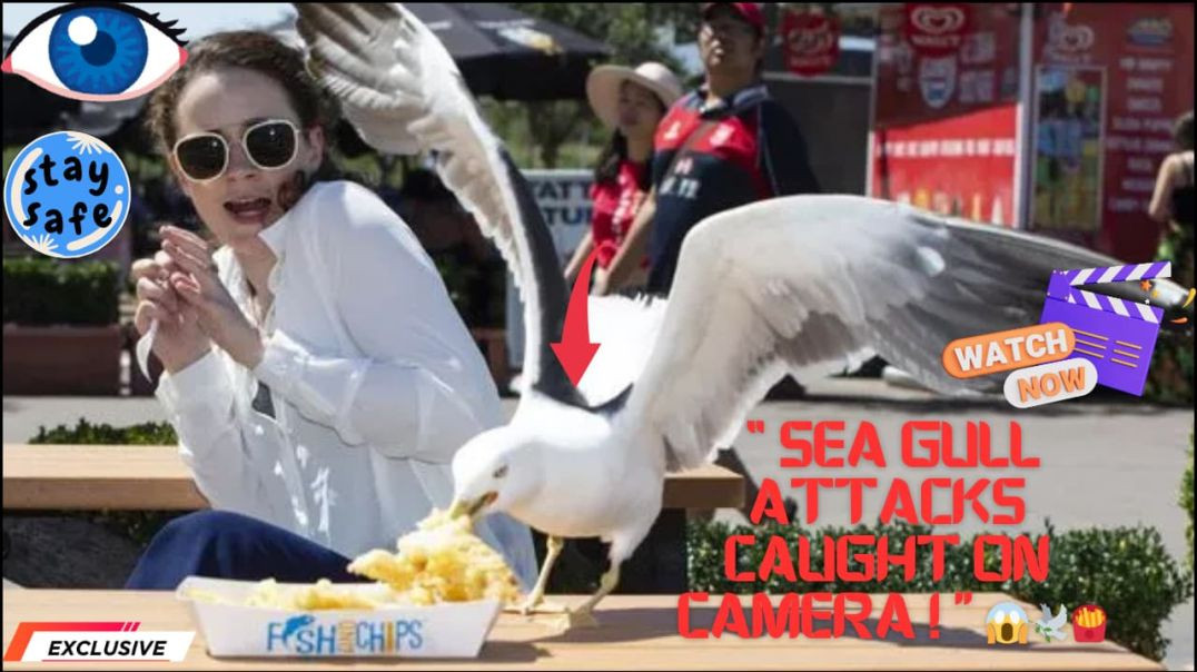 Wild Sea Gulls Terrifying Tourists 😱 | Big Birds Stealing Food Caught on Camera | Real Street Chaos!