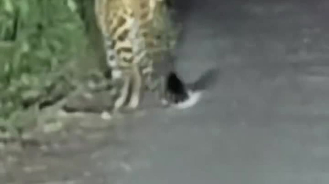 ⁣बिबट्या भाऊ च आगमन