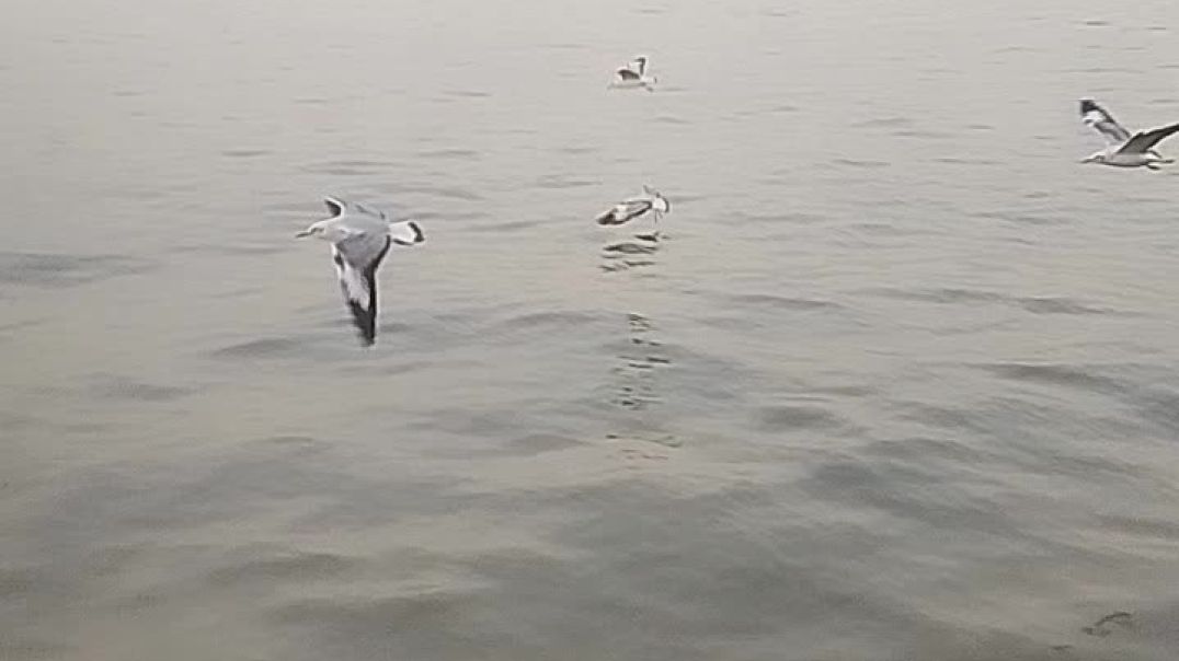 ⁣How to sea is make the engoy