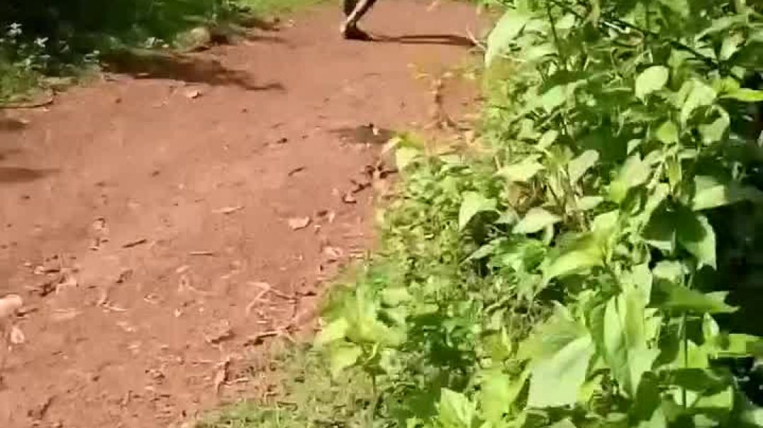 mori jao mu santire rohibi 🤣🤣 odia comedy