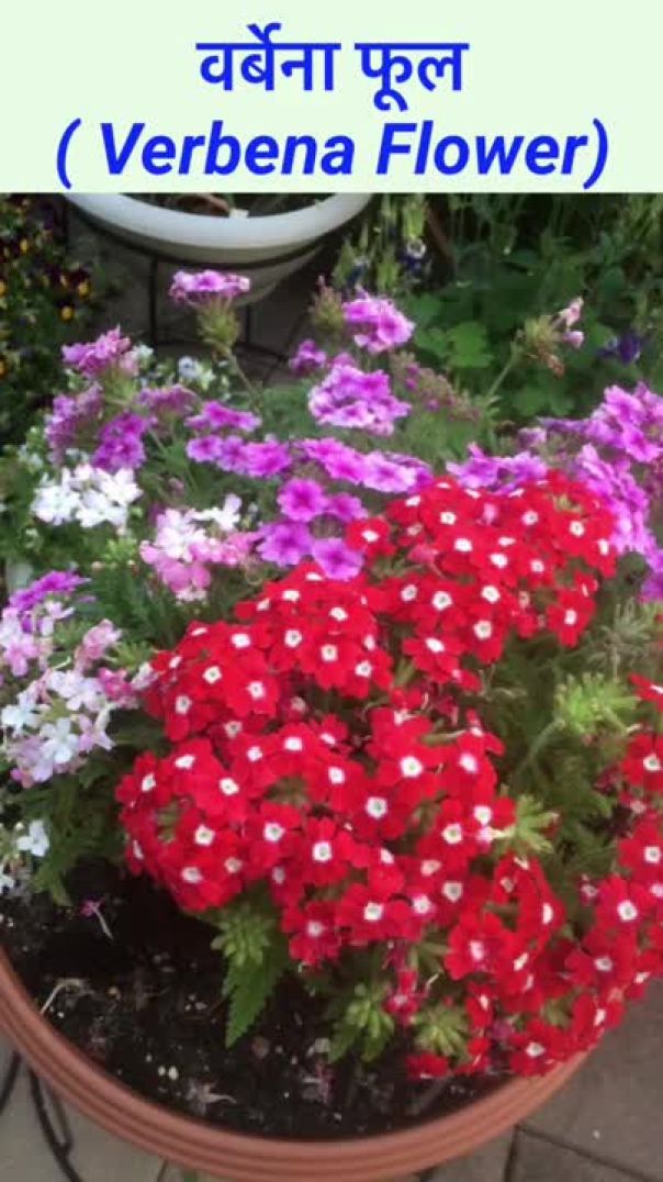 वर्बेना फूल ( Verbena Flower) #shorts #short