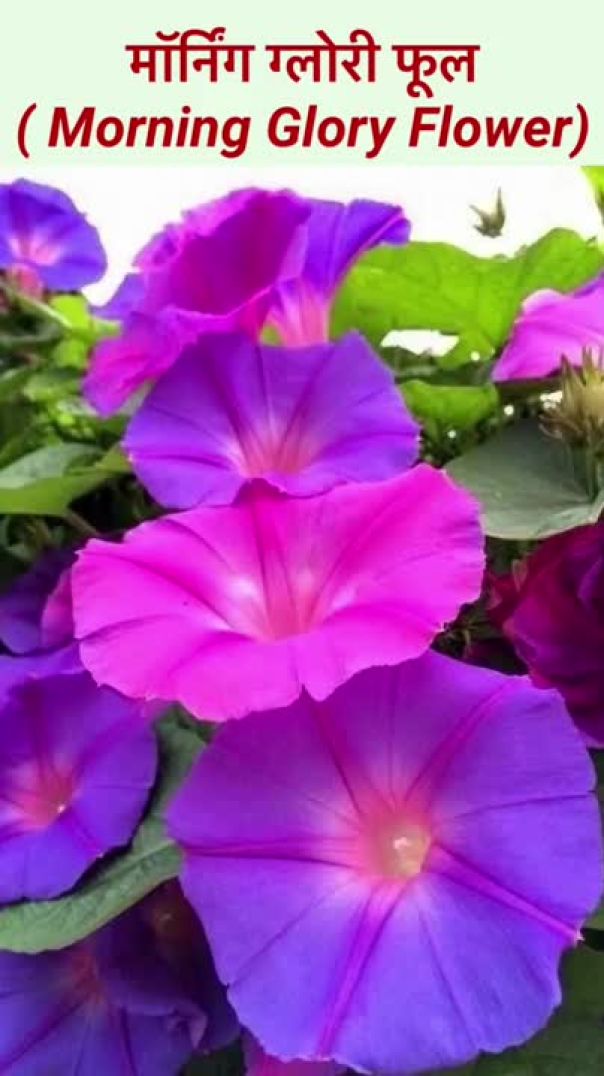 मॉर्निंग ग्लोरी फूल( Morning Glory Flower) #shorts #short #short