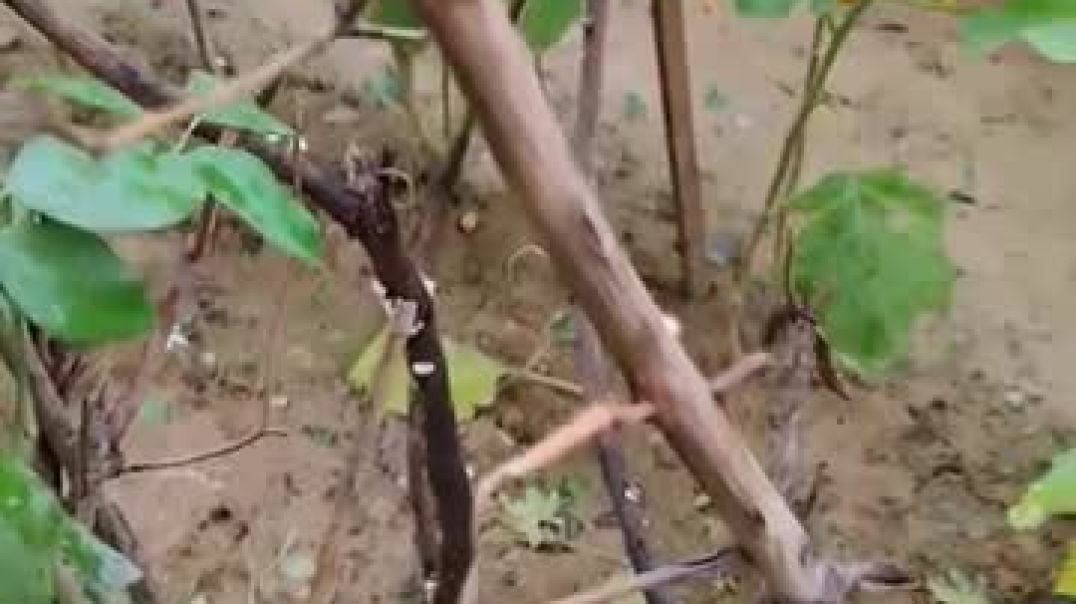 ⁣VID-20251122-WA0015