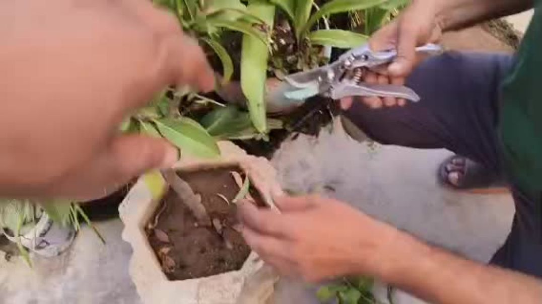 ⁣वीडियो चीकू पौधे पर ग्राफ्टिंग कैसे करें