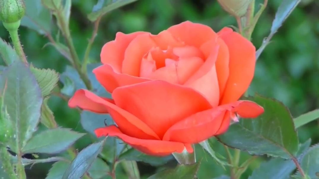 ⁣Focus Music for Work and Studying_ Background Music for Concentration_ Study Music_JaiMala Music