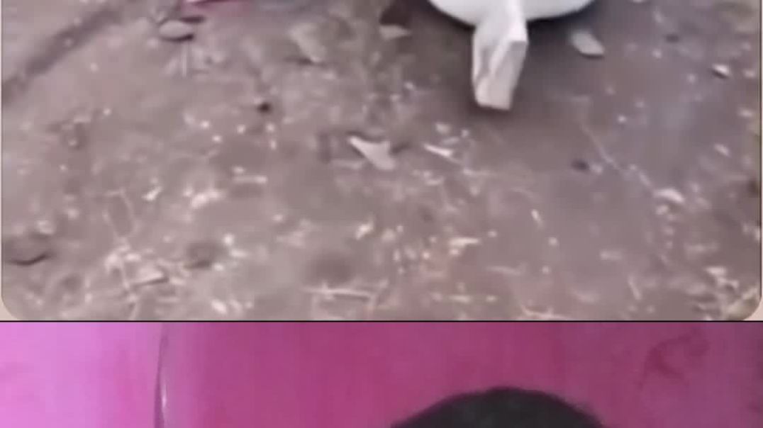 Sher se nahin Bach Pai