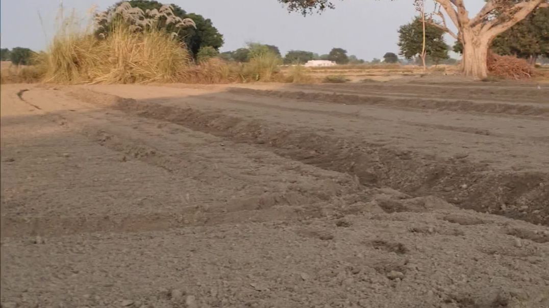 गेहूं की फसल हैं