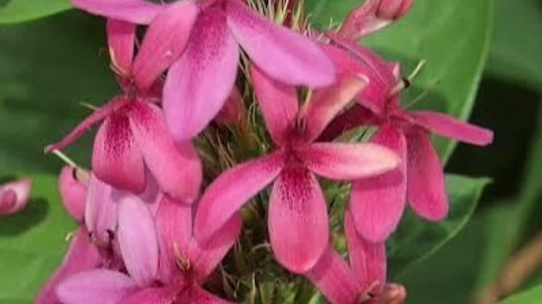 ⁣🌸 रसपोलिया फूल | सुंदर अफ्रीकी फूल | Ruspolia Flower Information in Hindi 🌸