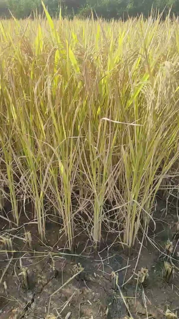 Dhan ki kheti #bahadur