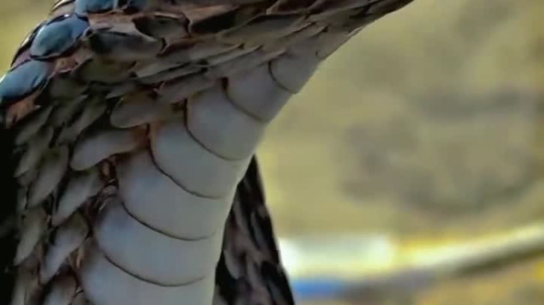 VID_20251111_020903_717