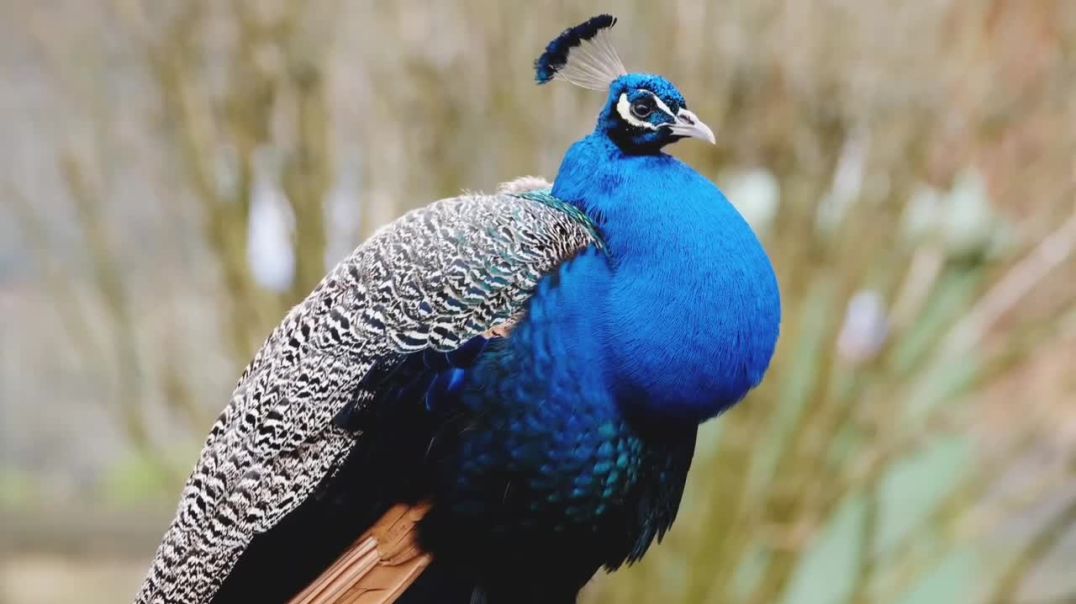 ⁣Morning Music_Relaxing Music_Mediation Music_JaiMala Music