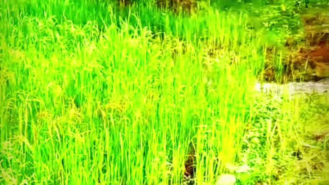 ଆମ ବିଲ ଧାନ ଚାସ