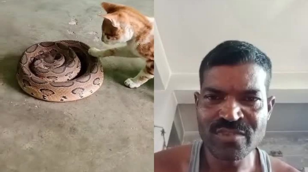 ⁣बोनस साप kukrchy श्री sarka आवाज काढतो विषारी सा