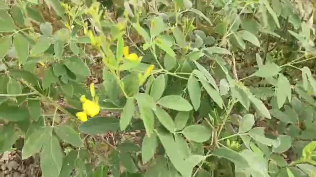 अरहर की खेती से उत्पादन ज्यादा कैसे लें