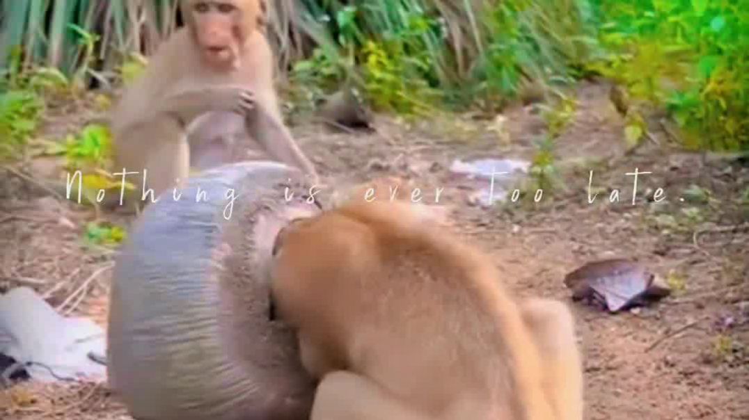 ⁣बंदर की कोसिस जारी है...🧐🤨😔