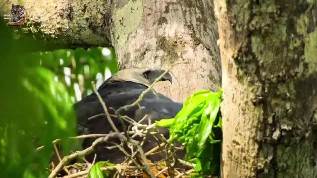 ⁣यह दुनिया का सबसे खतरनाक ईगल