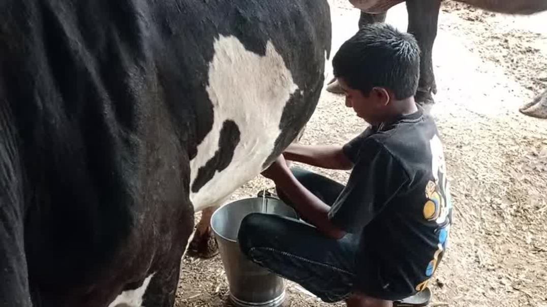 Milking cow